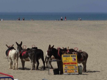  Donkeys on Barmouth Beach 